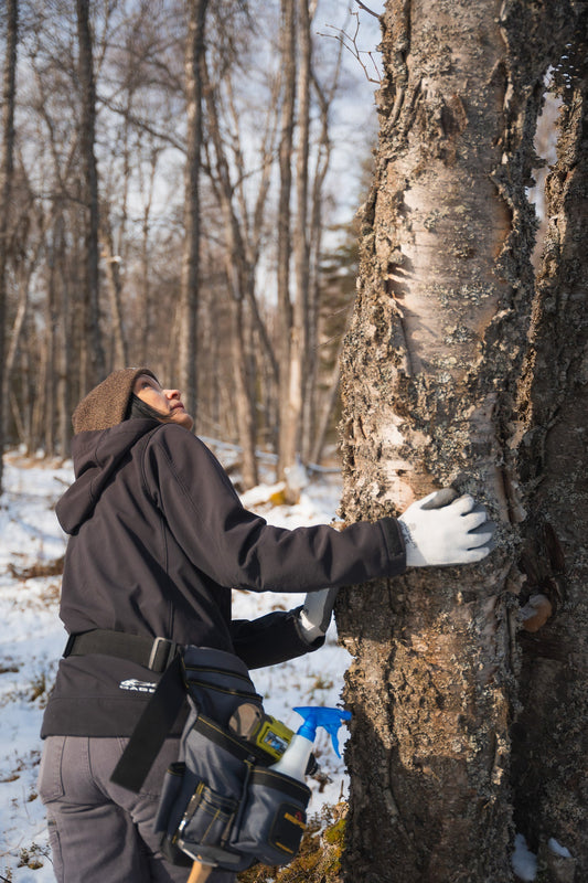 2025 Sap season is here!