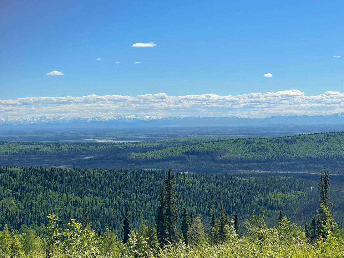 Alaska Boreal Forest Landstaking