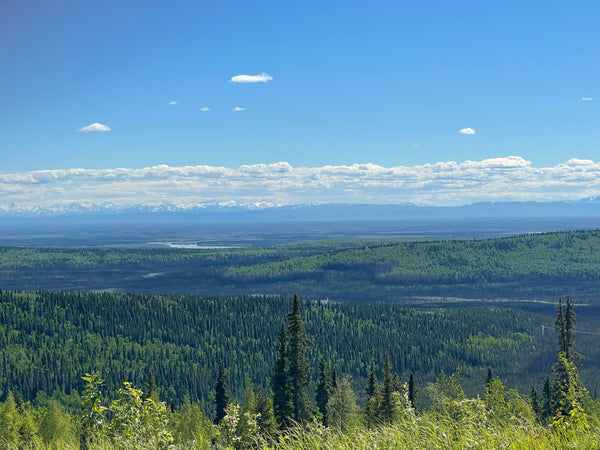 Alaska Boreal Forest Landstaking