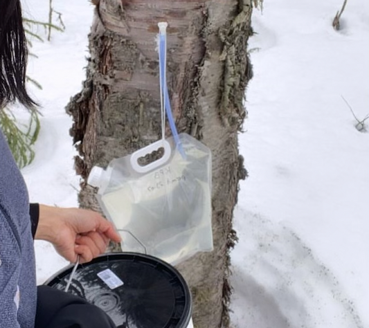 crooked creek birch sap bag