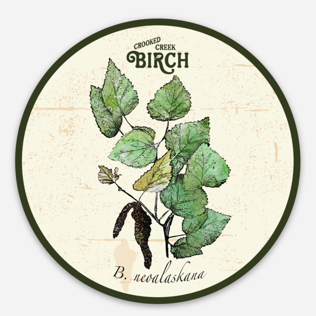 botanical sticker alaska birch